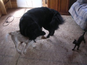 There's something about 150 aggregate pounds of whirling dog that raises in me a strange sensation. I think I'll call it "Caution."