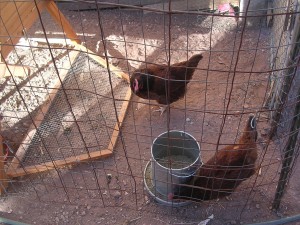 You there! Human! Our feed is getting a bit low here. And were you EVER planning to clean the upstairs? It's a chicken coop, not a pigsty. Chop Chop!