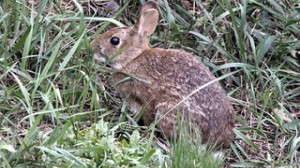 Me? Extinct? You gotta be kidding.