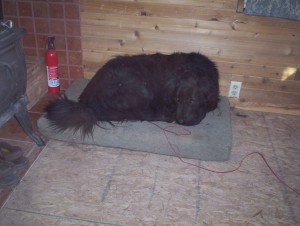 This is the face of a dog with no opinion on the Syria question.