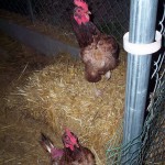 The bald ladies thank you