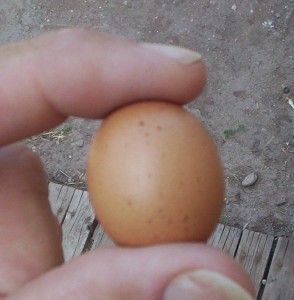 egg