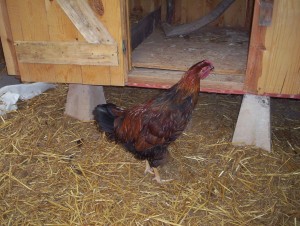 And with that he flopped his ass down on the sofa, put his feet on the coffee table and yelled 'Yo, bitch! Shut up and make me a sammitch!'