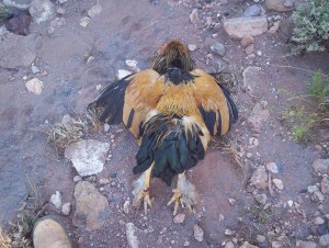 When your only tool is a gun, every problem looks like a target.