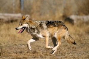 Mexican_Wolf_2_yfb-edit_1