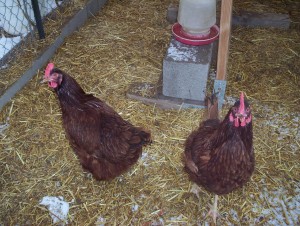 Can we have our coop light back?