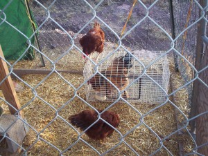 I brought tomorrow's murder victims into the Fortress of Attitude, where the two ladies ignored the hen and set upon the cock so viciously I finally took mercy and brought him into the shed.