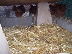 And they all seemed happy to be back together. Under the coop. When they ventured out from under, the hens chased them right back. I left the big coop door open so they could go inside, and hopefully they will. I'll go out and tuck them in once it's good and dark.