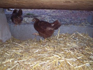 They decided that under the coop was a good place to be...