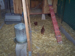 Landlady brought me five new RIR chicks. While I was moving the second from the Jeep, Middle Hen had already so terrorized the first one that it found a previously-ignored hole in the fence and escaped. Took a while to catch her.