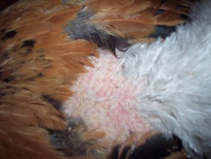 There's no injury to the skin at all - so far. But there wasn't with the RIR's at first, either. Then suddenly there was carnage. Sure would like to nip this in the bud.