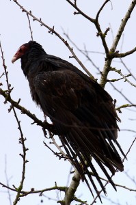 "Patience, hell. I'm gonna kill something."