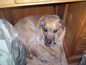 I'll just huddle here in the kneehole and keep you safe, Uncle Joel.