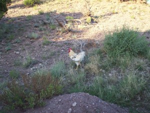 As far as I know - and I'm almost certainly wrong - this is the Internet's only picture of an actual cock actually crowing on an actual dungheap. My little contribution to the collected ephemera of civilization.
