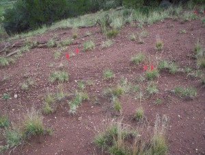 I even get an attendant dog. Be on your best behavior, Little Bear.