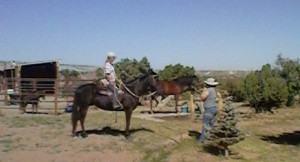 horses