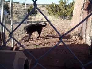 This is Zip, a lovable girl but such a frantic lovesponge that she's mostly not lovable at all. But she means well. She was a rescue dog, very poorly treated when she was a pup. Hid in the bushes for the first week after D&L brought her home. Then when she decided that they meant it when they said they weren't going to beat her she became an obnoxious attention whore overnight and hasn't stopped yet.