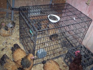 For the past few weeks, egg production among the Brahmas has fallen off to nothing. I think it's their first moult, but they've also been known to destroy eggs. So just to be sure I've been isolating the hens one-by-one in this big cage. Sprinkle some sunflower seeds in there and somebody will trot right in. The only part they hate is when I catch them to read their leg bands.