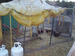 This is the only time of the day when the girls are happy to see me. They don't get sunflower seeds because I'm too cheap but they do get veggies if I've got them or scratch if I don't. Haven't been to town in two weeks, so scratch it is.