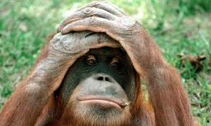 Unhappy_orangutan_0