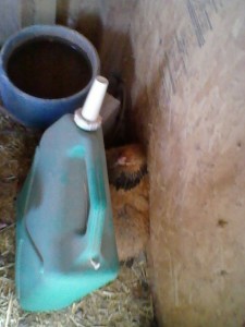 chicken1