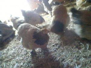 chicken2