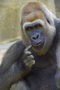 perplexed_gorilla_small1