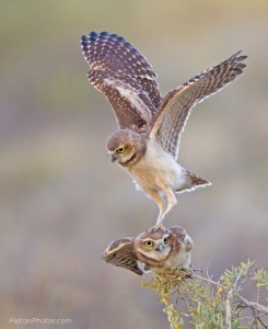 Burrowing_Owls