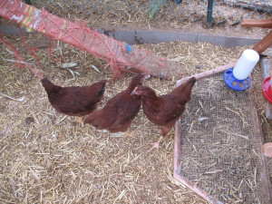 Oh strange new world...