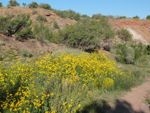 Daisies Over the Leach Field, an annual occurrence