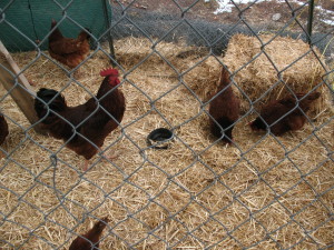 "Come on, ladies! Scratch and peck and scratch and peck! Feel the burn!"