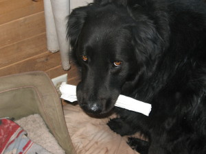 Speaking of LB, he wishes me to tell you that he likes leather bones. A lot. I don't know why he thinks you need to know that.