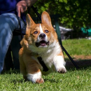happy-eyes-face-corgi-photo
