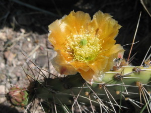 This one gets bigger.