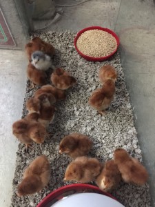 chicks