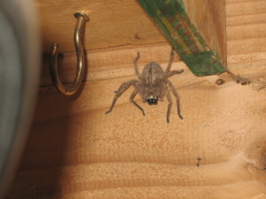spider