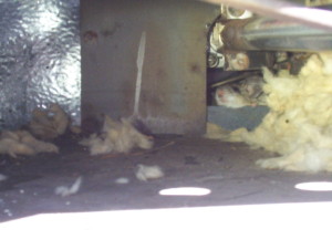 "That's right, we're nesting and we're proud! We're pirating your wi-fi signal, too. Whatcha gonna do about it?