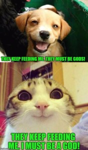 dogscats