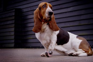 bumble-Forelimb-PerFiTS-1140x760