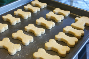 dogtreats_4