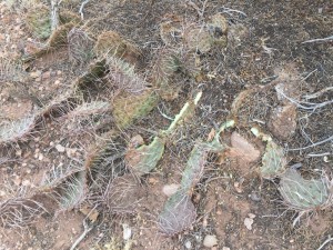 cactus1