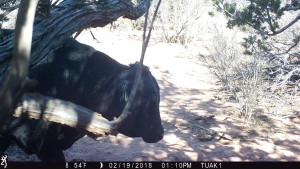 You can tell a bull from a cow in a flash, because...