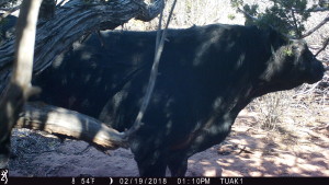 And he's just moseying along, until...