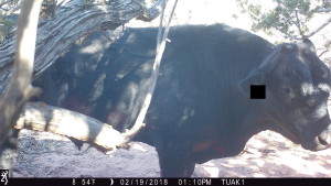 "Should I break it?"