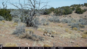 1108:030818:63F:0000:TUAK1   :6E[202:0005]G[008:0x0006]