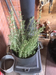 rosemary2