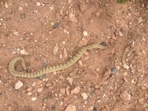 snake