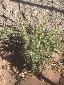 thistle