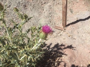 thistle