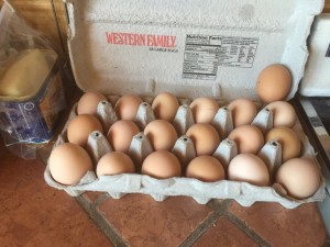 eggs